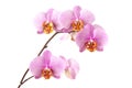 Orchid flowers on branch