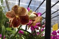 Orchid flowers brown blooming hanging in pots blurred background closeup with copy space at plant flower nursery, cultivation farm
