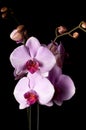 Orchid flowers close up