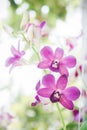 Orchid flowers in the garden background with vintage style