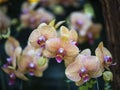 Orchid flowers in the garden Royalty Free Stock Photo