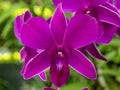 Orchid flowers in the garden Royalty Free Stock Photo