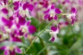 Orchid flowers and greenery, floral background Royalty Free Stock Photo