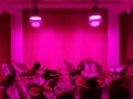 Orchid flowers grow under the light of phytolamps Royalty Free Stock Photo