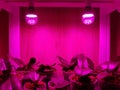 Orchid flowers grow under the light of phytolamps Royalty Free Stock Photo