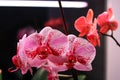 Orchid flowers grow under the light of phytolamps Royalty Free Stock Photo