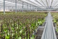 Orchid flowers growing in a greenhouse Royalty Free Stock Photo