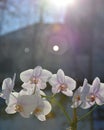 Orchid flowers and have a background of sunlight. Royalty Free Stock Photo