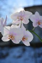 Orchid flowers and have a background of sunlight. Royalty Free Stock Photo