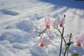 Orchid flowers and have a background of sunlight. Royalty Free Stock Photo