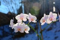 Orchid flowers and have a background of sunlight. Royalty Free Stock Photo