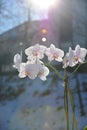 Orchid flowers and have a background of sunlight. Royalty Free Stock Photo