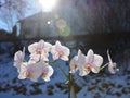 Orchid flowers and have a background of sunlight. Royalty Free Stock Photo