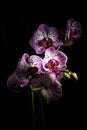 Orchid flowers isolated on a black background Royalty Free Stock Photo
