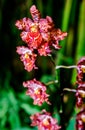 Orchid flowers (Odontoglossum)