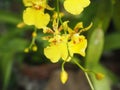 Orchid Flowers, Oncidium goldiana, Dancing Lady orchid. Royalty Free Stock Photo