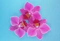 Orchid flowers over blue background. Beautiful blossom. over blue. Royalty Free Stock Photo