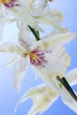 Orchid flowers over blue sky Royalty Free Stock Photo