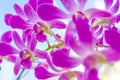 Orchid flowers over natural background Royalty Free Stock Photo