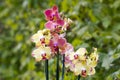 Orchid flowers- phalaenopsis