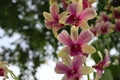 Orchid flowers pink blooming ivy hanging on tree closeup. Royalty Free Stock Photo