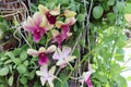Orchid flowers pink blooming ivy hanging on tree closeup. Royalty Free Stock Photo