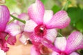 Orchid flowers  pink with white edge petal  blooming in natural garden background , water drops Royalty Free Stock Photo