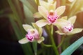 Orchid flowers in plant nursery. Spring background. Royalty Free Stock Photo