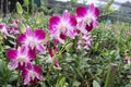 Orchid flowers purple blooming on green leaves and tree closeup in the Thailand garden. Royalty Free Stock Photo