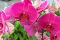 Orchid flowers purple blooming in pots blurred background closeup with copy space at plant flower nursery and cultivation farm. Royalty Free Stock Photo