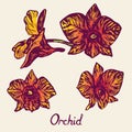 Orchid flowers set, with inscription, purple, yellow, orange Royalty Free Stock Photo