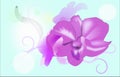 Orchid flowers soft design
