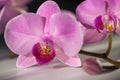 Orchid flowers. Spa. Royalty Free Stock Photo