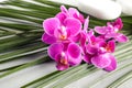 Orchid flowers, spa stones and green tropical leaf Royalty Free Stock Photo