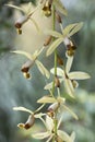 Orchid flowers of species coelogyne massangeana