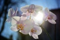 Orchid flowers and have a background of sunlight. Royalty Free Stock Photo