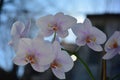 Orchid flowers and have a background of sunlight. Royalty Free Stock Photo