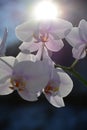 Orchid flowers and have a background of sunlight. Royalty Free Stock Photo