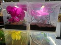 Orchid flowers in transparent plastic containers for long term preservation techniques Royalty Free Stock Photo