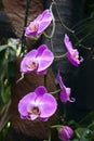 Orchid flowers in tropical garden. Phalaenopsis Orchid flower growing on Tenerife, Canary Islands. Royalty Free Stock Photo
