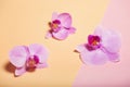 Orchid flowers are two-colored background on the paper.