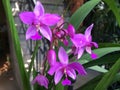 Orchid Flowers in Ubud, Central Bali, Indonesia