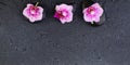 Orchid flowers, water drops and wet zen massage stones on black background with copy space Royalty Free Stock Photo