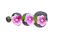 Orchid flowers and wet zen massage stones isolated on white background Royalty Free Stock Photo