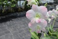 Orchid flowers white blooming hanging in pots blurred background closeup with copy space at plant flower nursery, cultivation farm