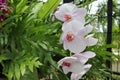 Orchid flowers white blooming hanging in pots blurred background closeup with copy space at plant flower nursery and cultivation f