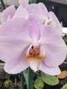 The orchid flowers are whitish purple in color Royalty Free Stock Photo