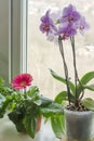 Orchid Flowers on the windowsill