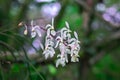Orchid in forest Royalty Free Stock Photo