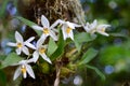 Orchid in the forest (Coelogyne nitida)